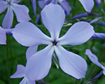 Floksis izplestais