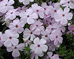Floksis Duglasa 'Lilac Cloud'