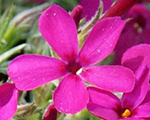 Floksis Duglasa 'Ochsenblut'