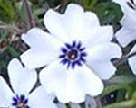 Floksis aslapu 'Bavaria'