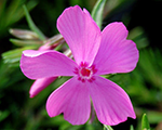 Floksis aslapu 'Drummond Pink'