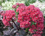 Laimiņš 'Red Cauli'