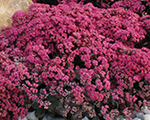 Laimiņš 'Dazzleberry'