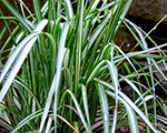 Ciesa asziedu 'Avalanche'