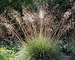 Ciņusmilga parastā 'Tardiflora'