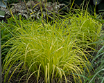 Grīslis augstais 'Bowles Golden'