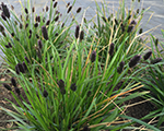 Balkan blue grass