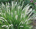 Autumn moor-grass