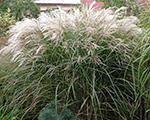 Miskante Ķīnas 'Graziella'