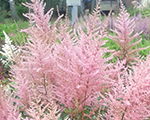 Arendsi astilbe 'Rosy Cloud'