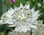 Astrancija 'Alba'