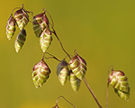 Vizulis parastais