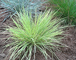 Auzene zilganā 'Golden Toupee'