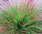 Auzene ametista 'Walberla'