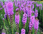 Liatre vārpu 'Floristan Violet'
