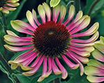 Ehinācija 'Green Twister'