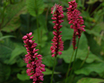 Sūrene svečveida 'Firetail'