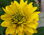 Rudbekija 'Goldquelle'
