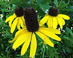 Rudbekija milzu