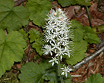 Tiarella sirdslapu