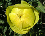 Saulpurene zemā 'Andis'