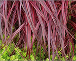 Miskante Ķīnas 'Purple Fall'
