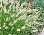 Austraalia hiidhirss 'Hameln'