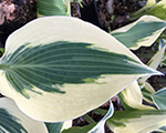 Hosta 'Firn Line'