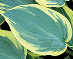 Hosta 'First Frost'