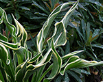 Hosta 'Hands Up'