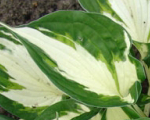 Hosta 'Loyalist'