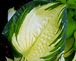 Hosta 'Dancing in the Rain'