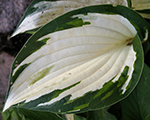 Hosta 'Fire and Ice'