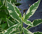 Floksis skarainais 'Nora Leigh' baltraibais