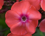 Floksis skarainais 'Spitfire'