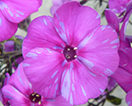 Floksis skarainais 'Autumn Joy'