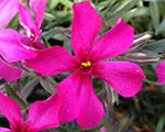 Floksis aslapu 'Scarlet Flame'