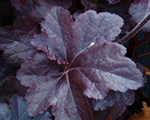 Alum root, coral bells 'Obsidian'