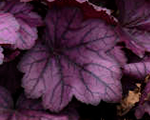 Alum root, coral bells 'Wild Rose'