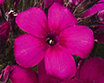 Floksis skarainais 'Early Cerise'