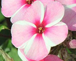 Floksis skarainais 'Early Pink Candy'