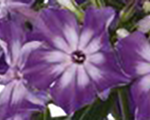 Floksis skarainais 'Early Purple Eye'