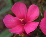Floksis skarainais 'Early Red'