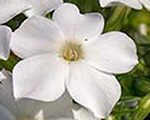 Floksis skarainais 'Early White'