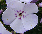 Floksis skarainais 'Flame Light Blue'