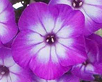 Floksis skarainais 'Flame Purple Eye'