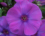 Floksis skarainais 'Flame Purple'