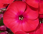 Aed-leeklill 'Flame Red'
