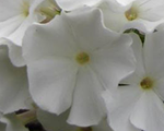 Aed-leeklill 'Flame White'