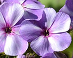 Floksis skarainais 'Jeff's Blue'